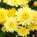 Decorative Chrysanthemum (Guldaudi / Guldavari) Sapling (Choose Color) - Zinihno Yellow (Big Yellow)