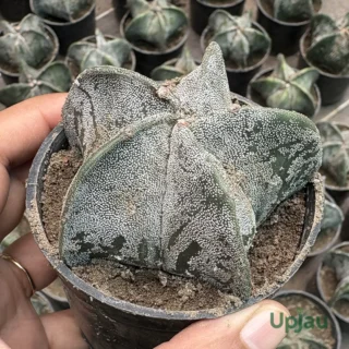 astrophytum myriostigma cactus