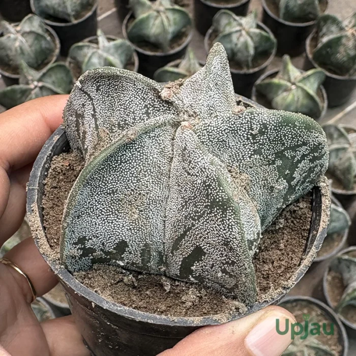 Cactus Astrophytum Myriostigma Plant - Image 2