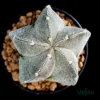 Cactus Astrophytum Myriostigma Plant