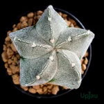 Cactus Astrophytum Myriostigma