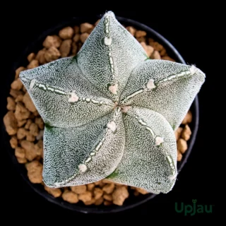 astrophytum myriostigma_2