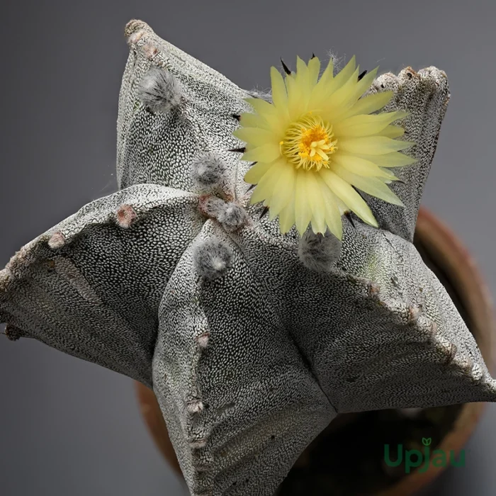 Cactus Astrophytum Myriostigma Plant - Image 3