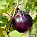 Bharta baingan seeds big round brinjal F1 hybrid for high yield plants