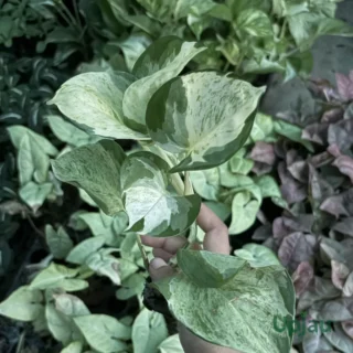 buy-devil’s-ivy-money-plant-sapling-online-India