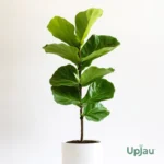 Buy Fiddle Leaf Fig (Ficus lyrata) plant online in India – Upjau