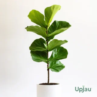 buy-fiddle-leaf-fig-plant-online-india