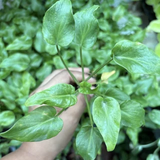 buy-philodendron-selloum