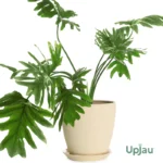 Buy Philodendron Selloum Green Plant (Sapling) Online In India