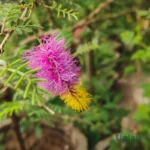 Shami Plant (Sapling)