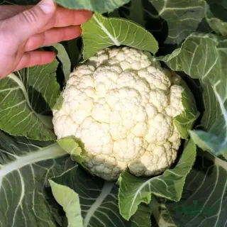 cauliflower-seeds-f1-hybrid-india