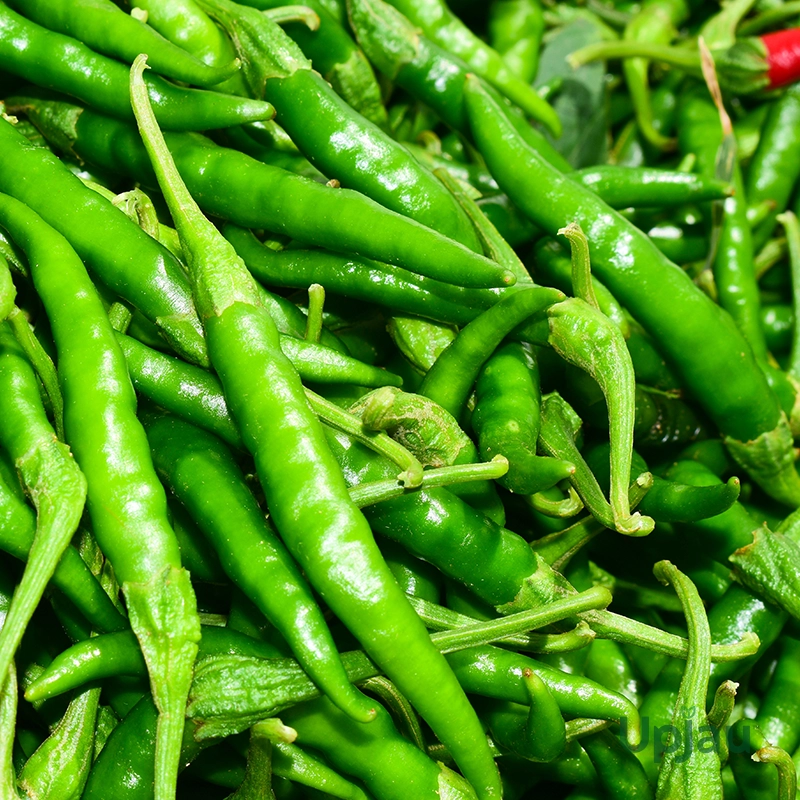 chilli seeds