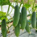 Cucumber seeds online India F1 hybrid kheera seeds for high yield home gardening