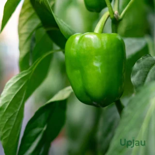 green capsicum
