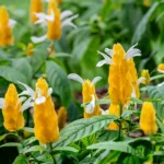 Rare Crossandra / Kanakambaram / Albo Crossandra plant (Sapling)