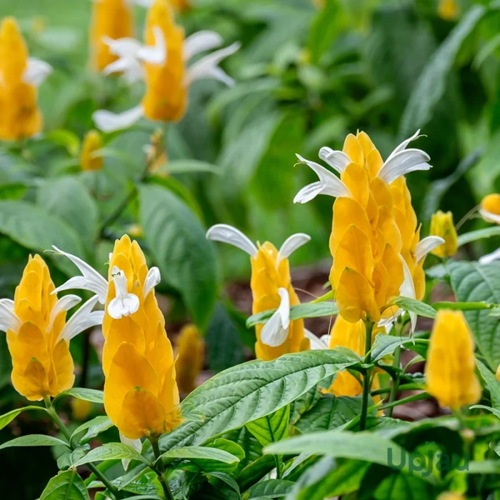 Rare Crossandra / firecracker / Lollipop flower Plant (Sapling)