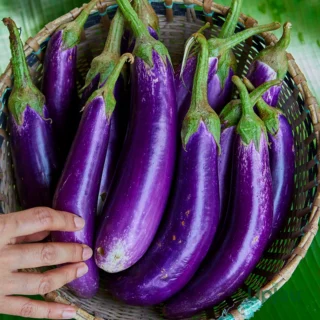 long bringal seeds