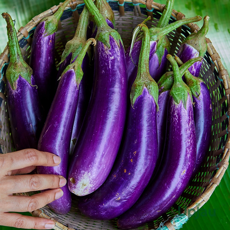 long bringal seeds