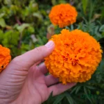 Marigold/Genda Kolkatta Seeds (45-50 Seeds) - Orange