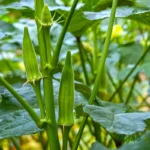 F1 hybrid okra or bhindi seeds