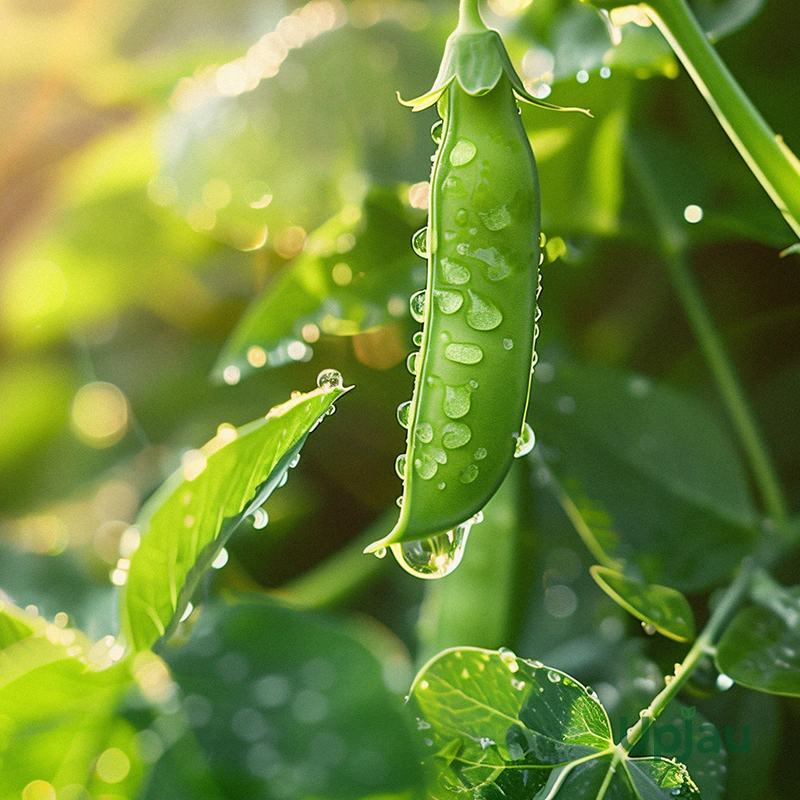 peas-seeds-f1-hybrid-india