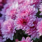 Decorative Chrysanthemum (Guldaudi / Guldavari) Sapling (Choose Color) - Aub Pink (Light Purple)