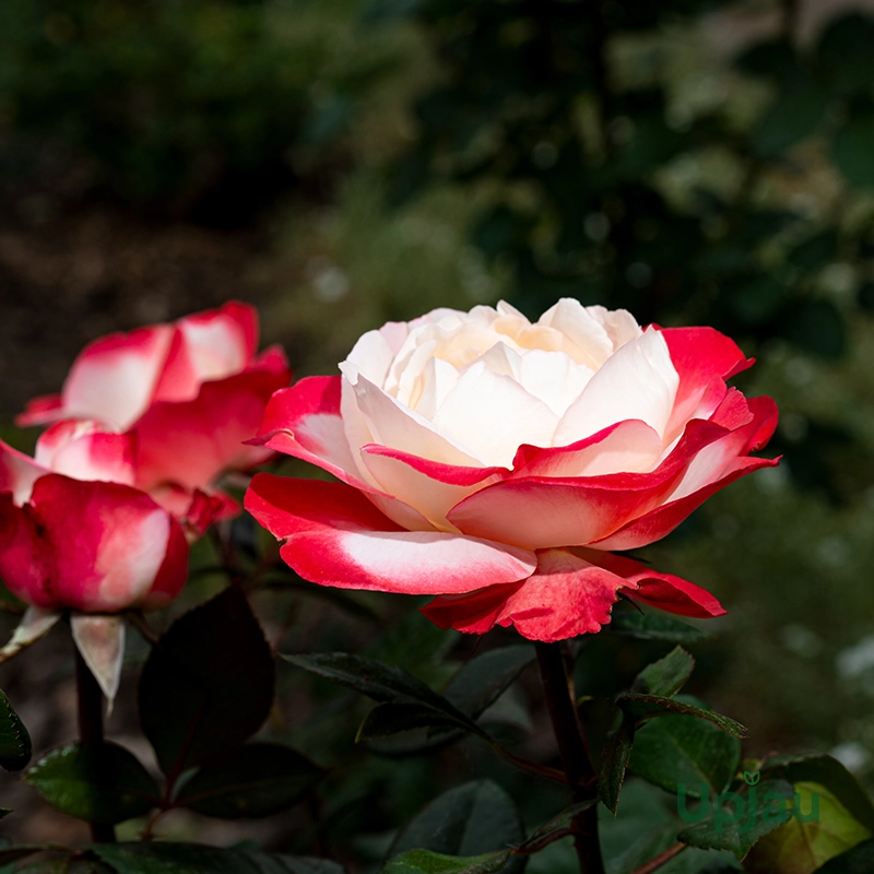rosa-double-delight-hybrid-tea-rose-flower