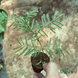 shami-flower-plant-sapling