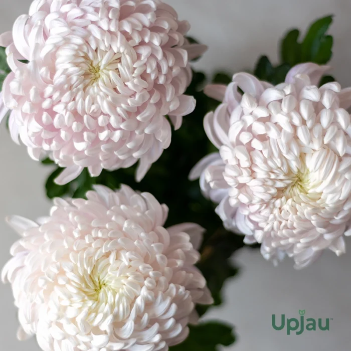 Chrysanthemum/ Guldavari/ Guldaudi Decorative Combo of 8 pcs - Image 8