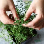 buy thyme seeds f1 hybrid online india aromatic herb seeds for home gardening