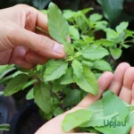 Tulsi/ Basil Holy Plant Sapling