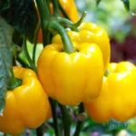 Capsicum (Yellow) Seeds F1 Hybrid (10-12 seeds)