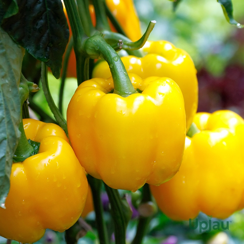 yellow capsicum