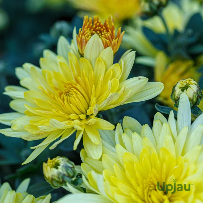 Guldavari/Chrysanthemum / Guldaudi Plant  Combo Sapling (12 pcs) - Image 9