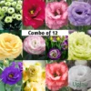 Lisianthus/Eustoma Combo Plant Sapling (12pcs)