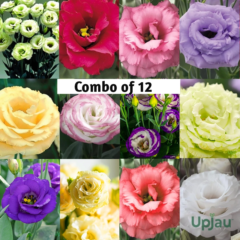 Lisianthus 12