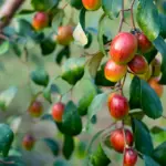 Apple ber fruit tree with fresh fruits