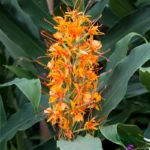 Hedychium Ginger Lily Orange Bulb