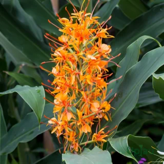 ginger orange