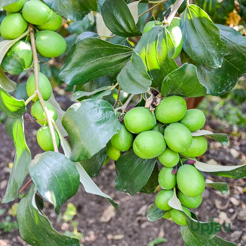 indian-jujube-plant