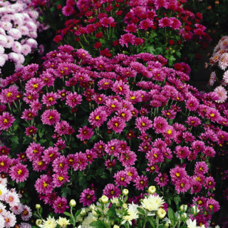 purple
