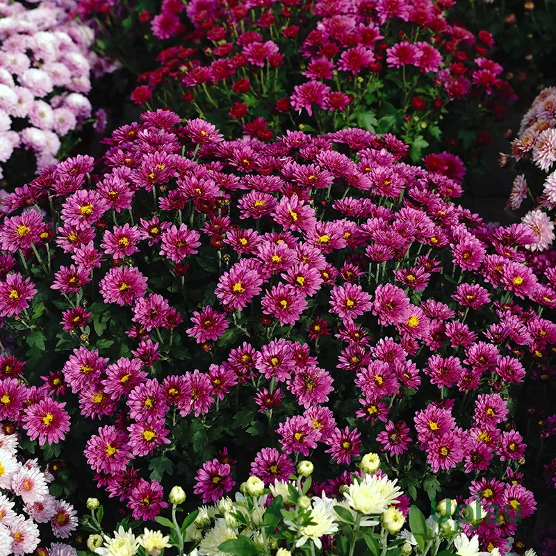 Purple Chrysanthemum /Guldavari/ Guldaudi Multiflora Sapling