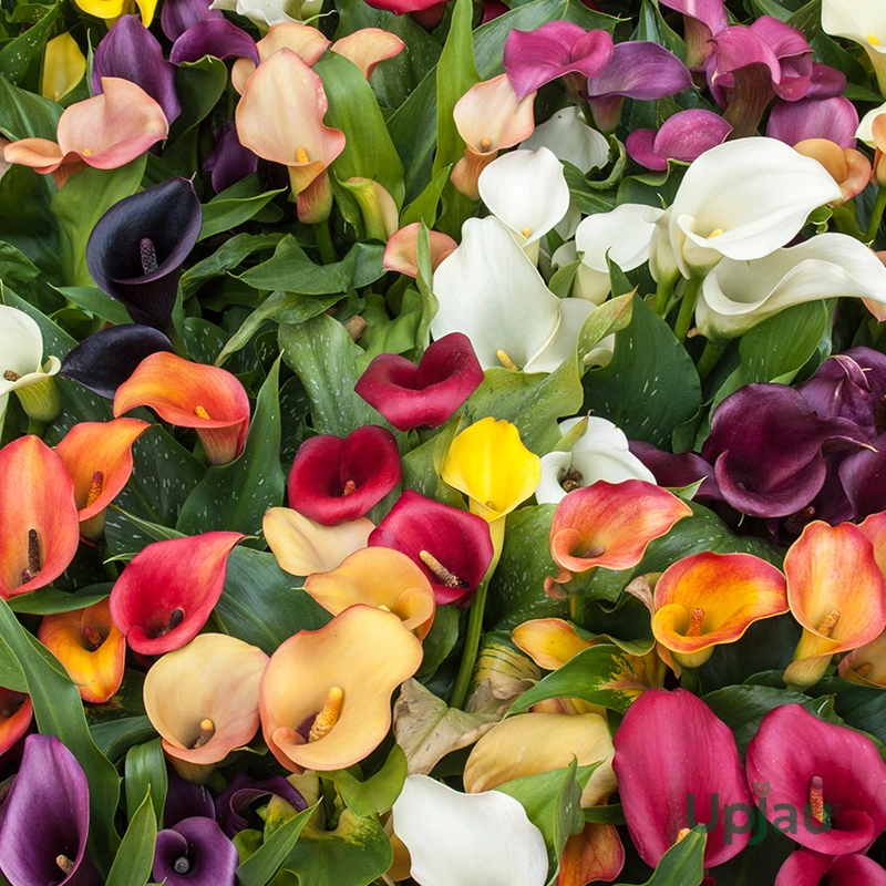 Calla lily