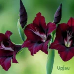 Gladiolus Flower Bulbs (Any color) - Maroon