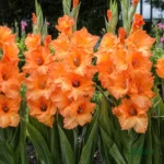 Gladiolus Flower Bulbs (Any color) - Orange