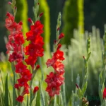 Gladiolus Flower Bulbs (Any color) - Red