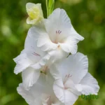 Gladiolus Flower Bulbs (Any color) - White