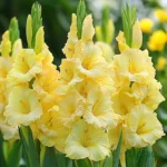 Gladiolus Flower Bulbs (Any color) - Yellow