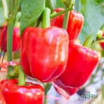 Capsicum (Red) Seeds F1 Hybrid (10–12 Seeds)