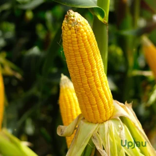 Sweet Corn